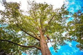  Valatie, NY Tree Services Pros