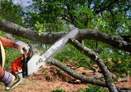 Best Stump Grinding and Removal  in Valatie, NY