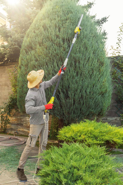 Trusted Valatie, NY  Tree Services Experts