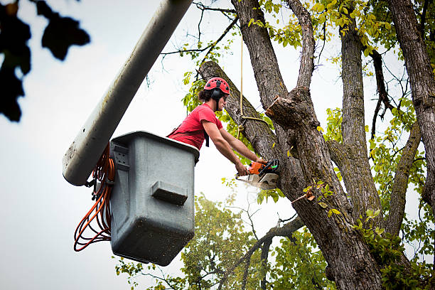 Best Tree Maintenance Programs  in Valatie, NY